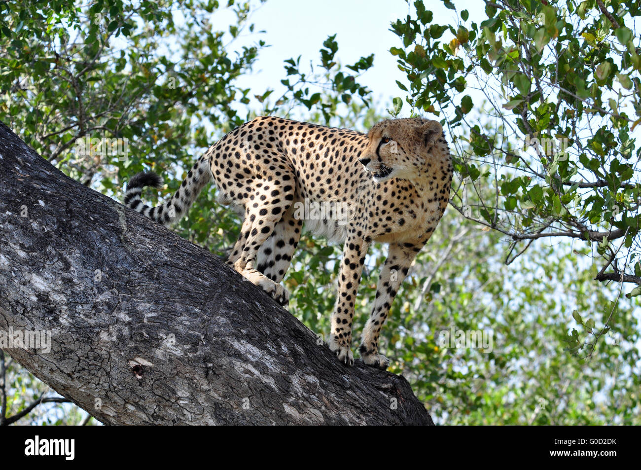 Wildlife in Africa: Cheetah Stock Photo