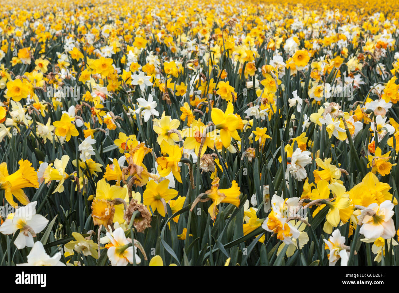 flowering narcissus Stock Photo