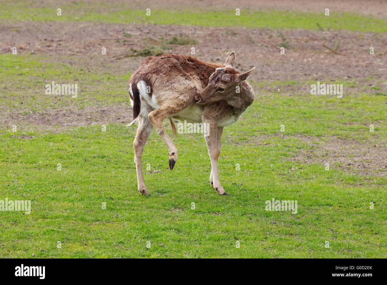 A deer scratching Stock Photo