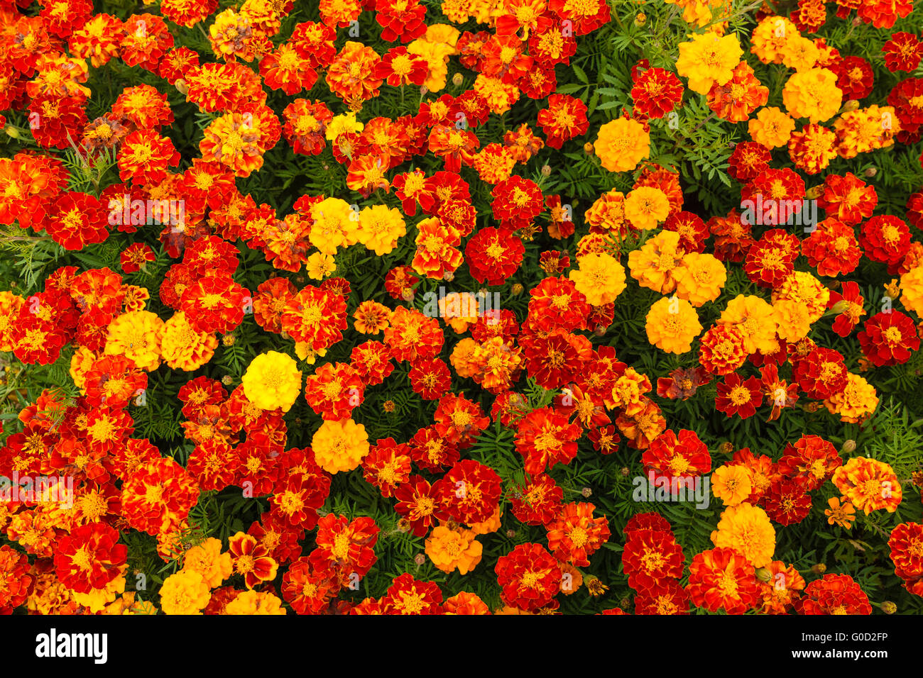 Flowering carnations Stock Photo