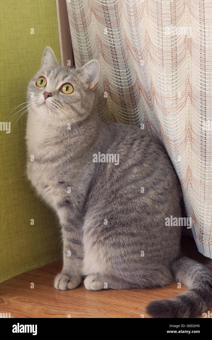 gray tabby cat sitting on a window sill and looking up Stock Photo - Alamy
