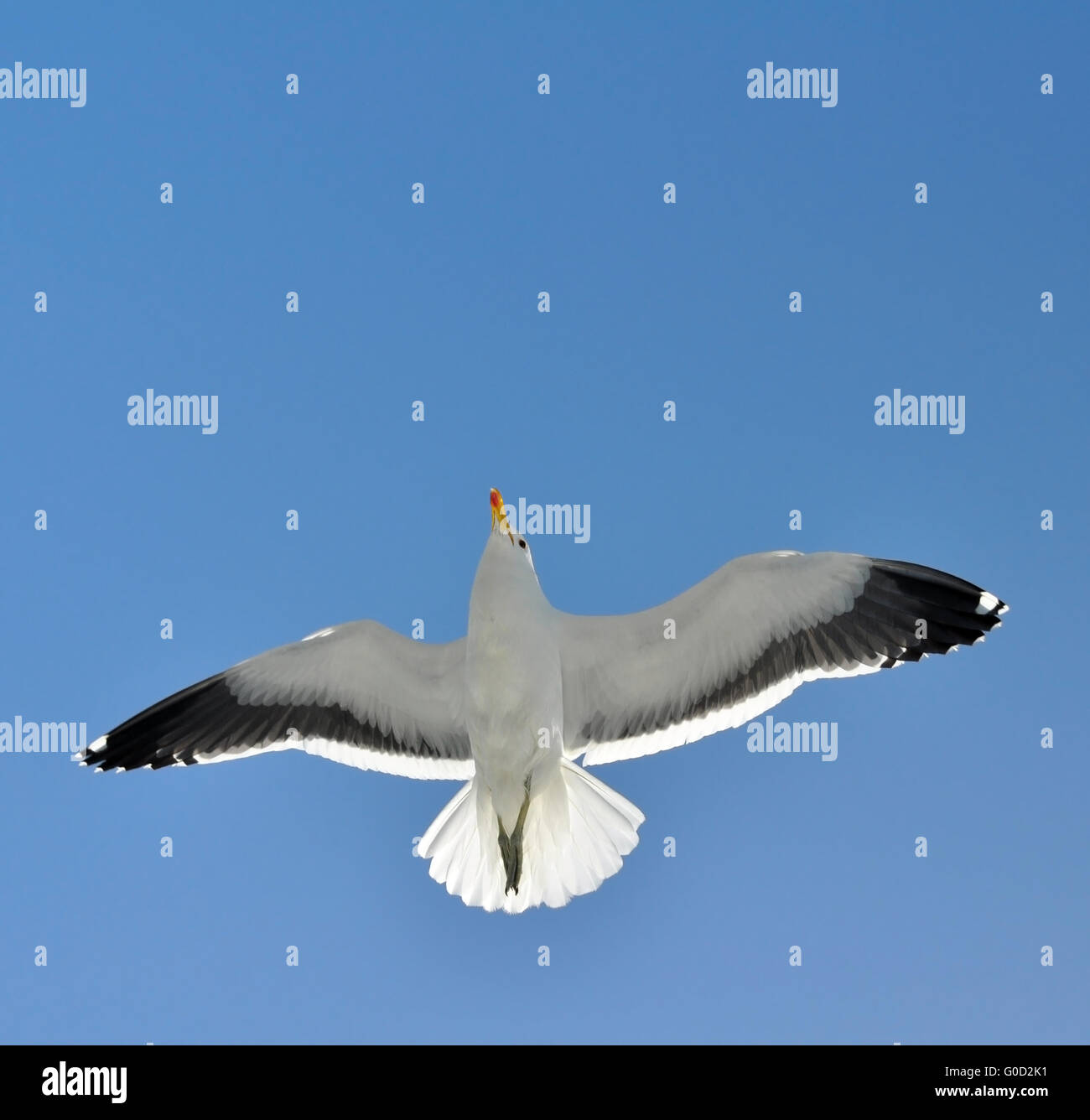 Flying Seagull Underneath Stock Photo