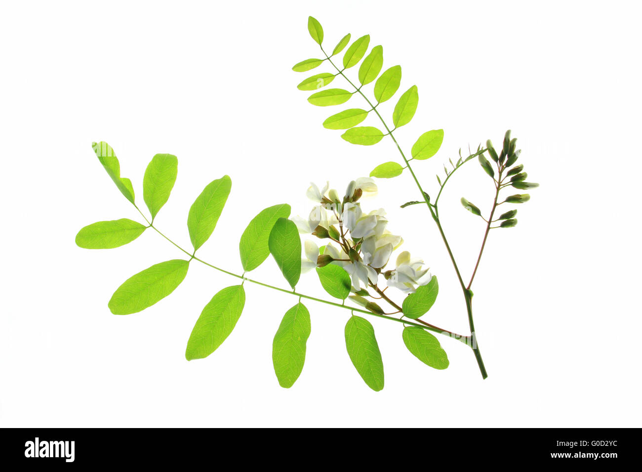 Robinia pseudoacacia ~ Black Locust – JTSOP Farms