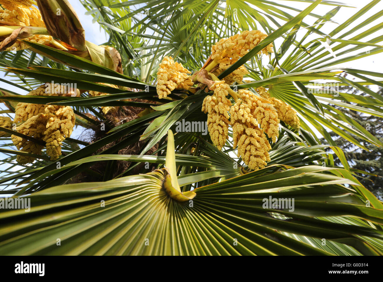 Palm Tree Trachycarpus fortune Stock Photo