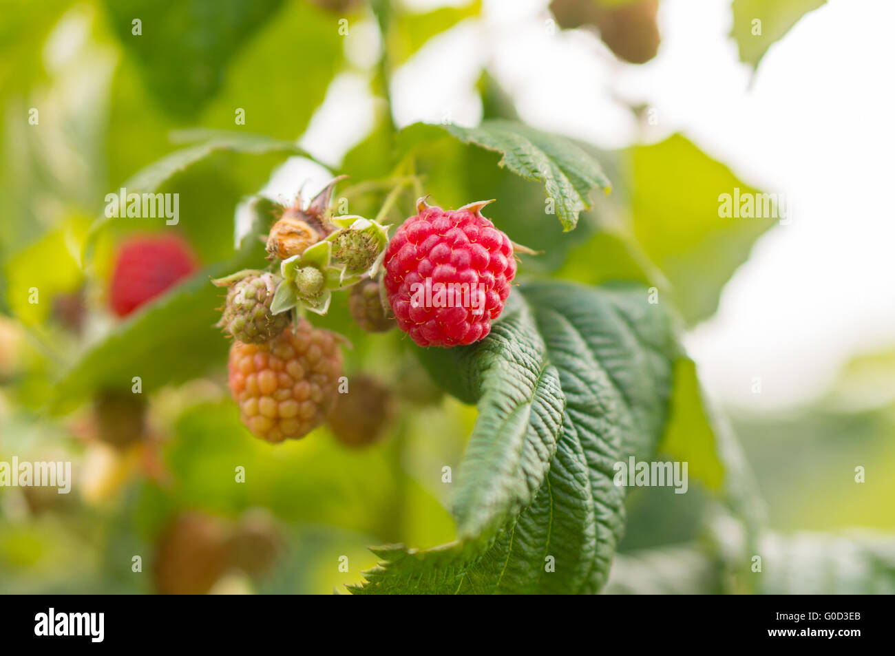 raspberry bush Stock Photo