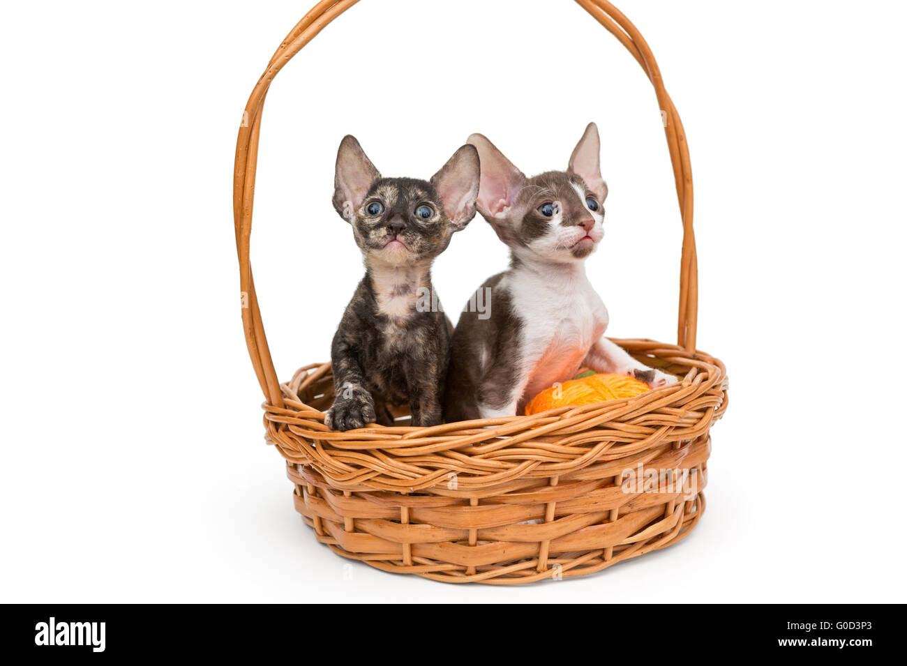 Kittens the breed Cornish Rex in a basket, isolated on white Stock Photo