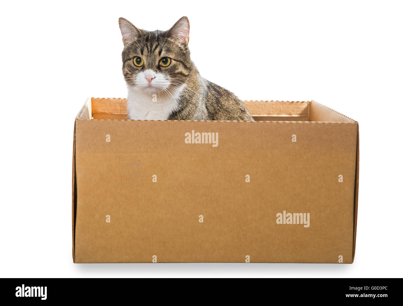 big cats cardboard boxes