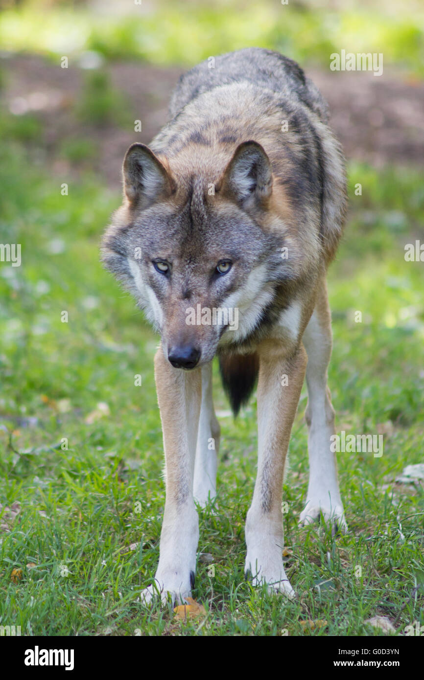 Canadian Wolf Stock Photo