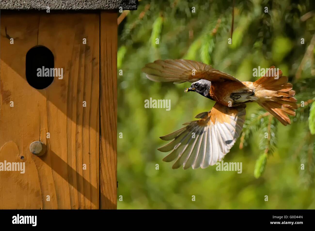 Common redstart at the nestbox Stock Photo