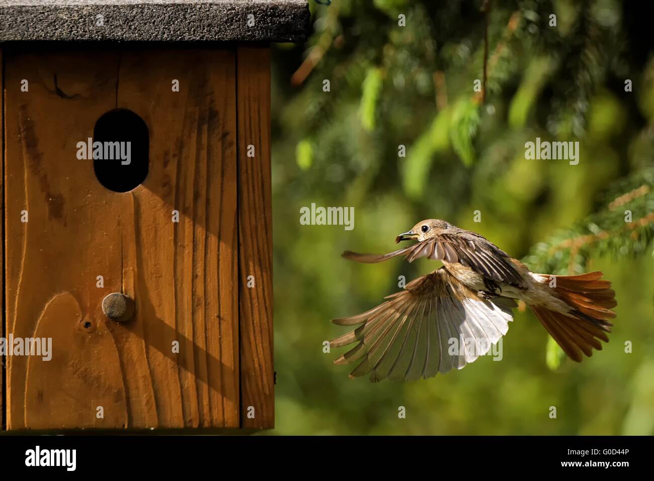 Common redstart at the nest box Stock Photo
