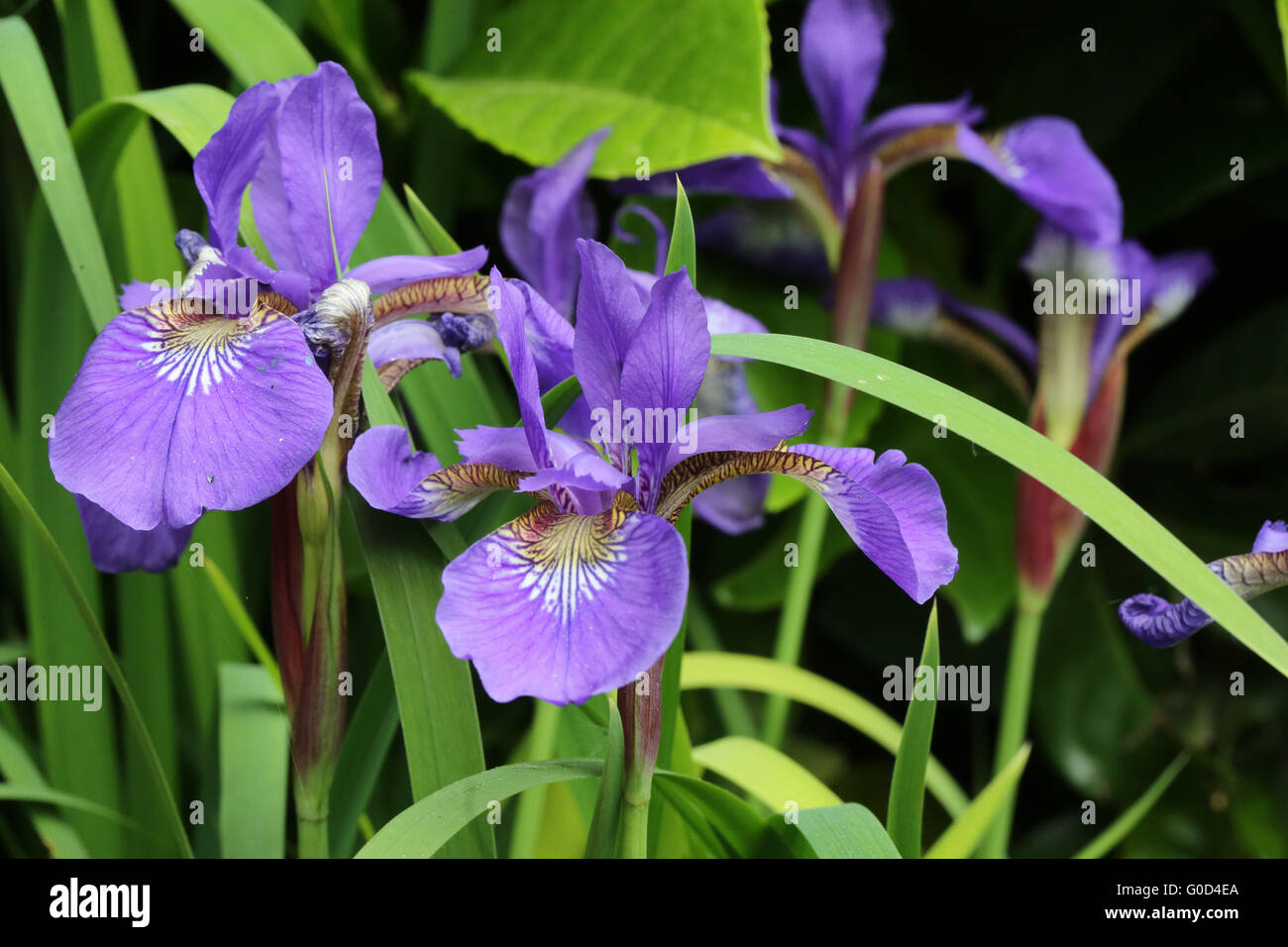 Dwarf Bearded Iris Stock Photo
