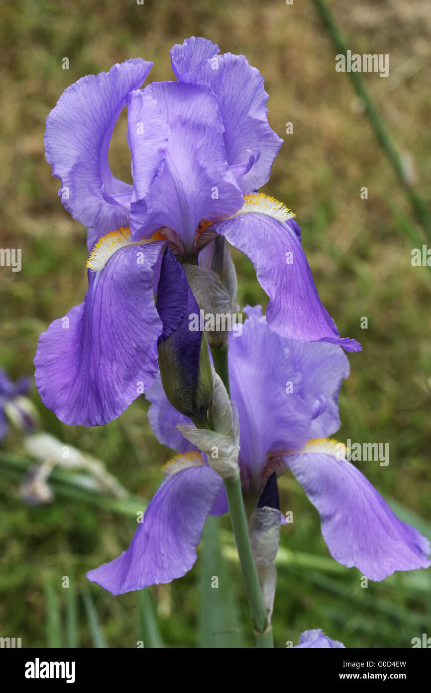Dwarf  Iris Stock Photo