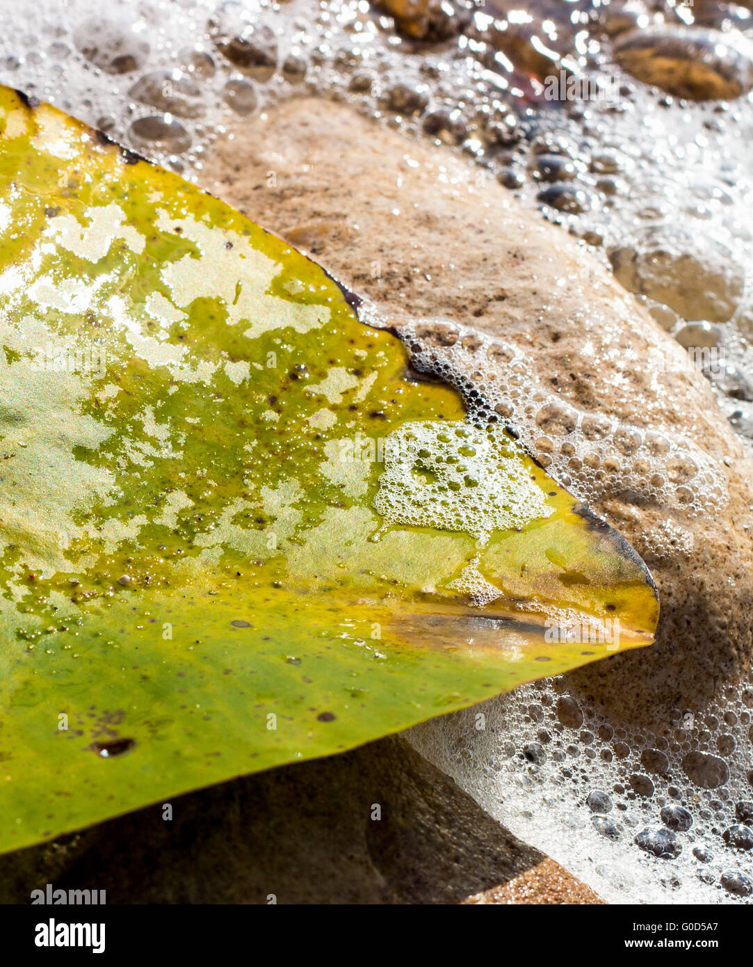 Lily leaf among the stones in the foam of the waves of the lake. Stock Photo