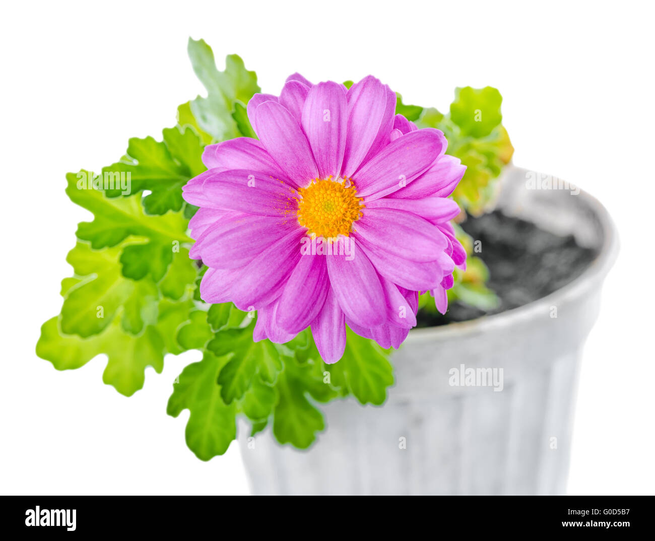 close up of composition lilac chrysanthemum flower is isolated on white backgroud Stock Photo