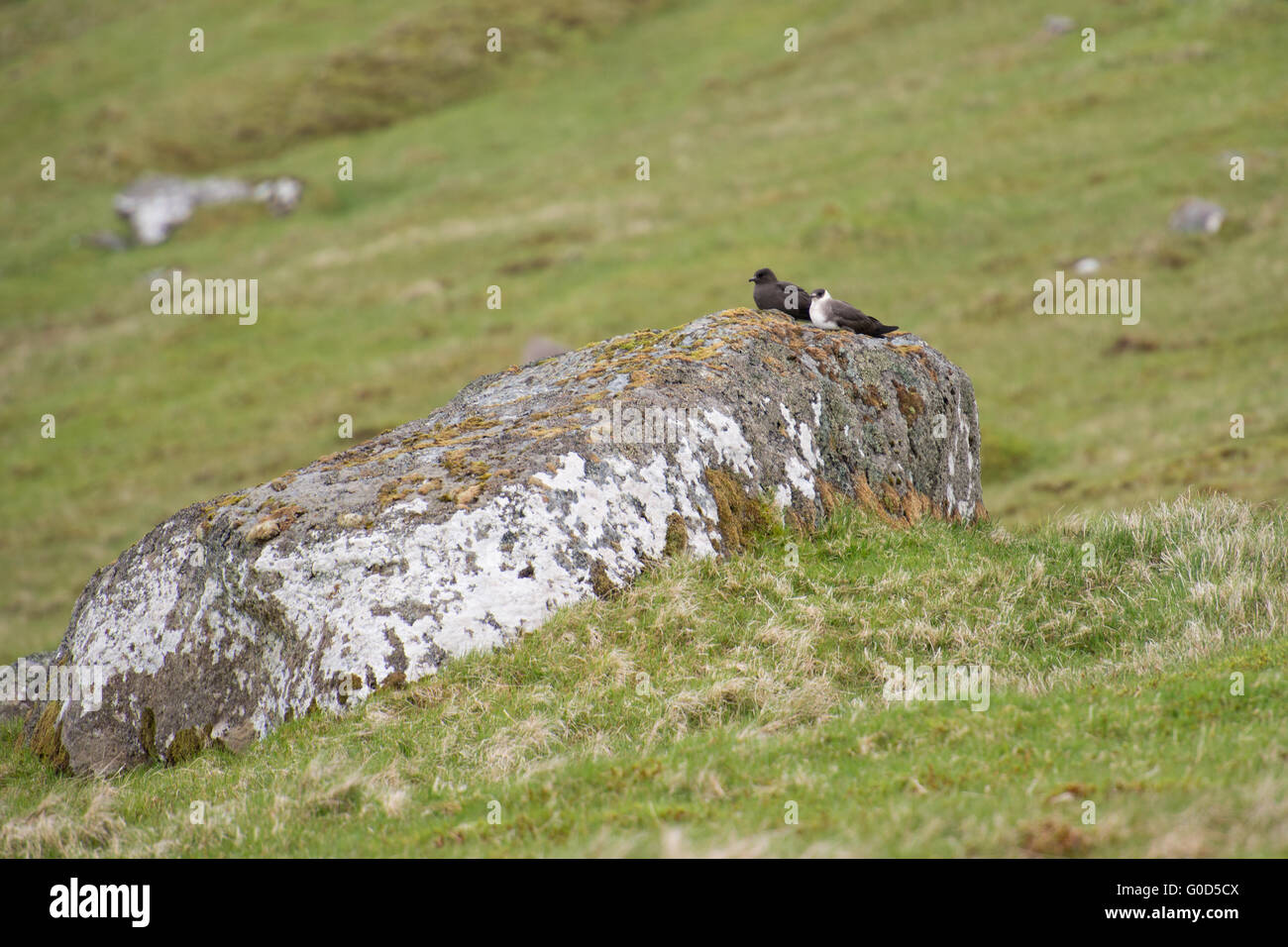 Arctic skua, Stercorarius parasiticus in a dark and a white morph sitting on a stone Stock Photo