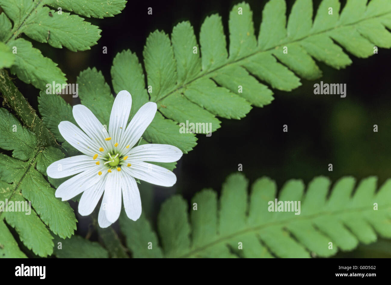 Greater Stitchwort is an important food plant Stock Photo