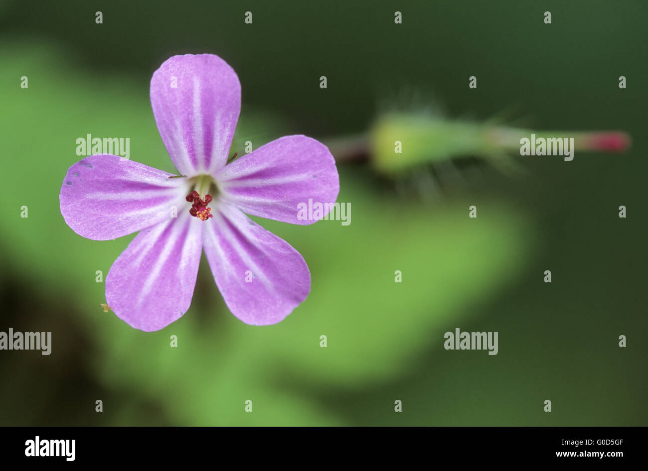 Herb Robert is an old medicinal plant Stock Photo Alamy