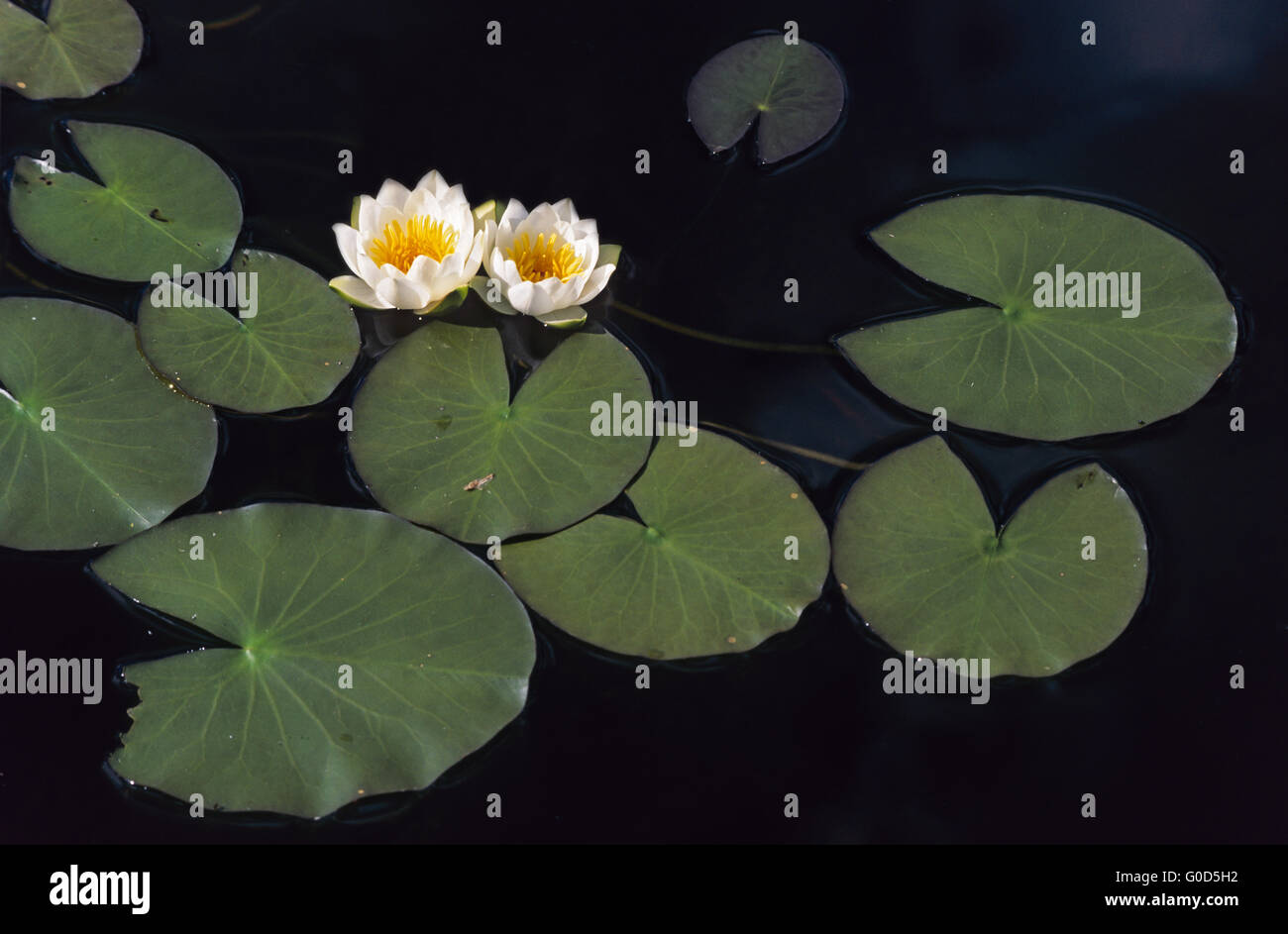 Dwarf Waterlily grows in water depth from 30-150cm Stock Photo