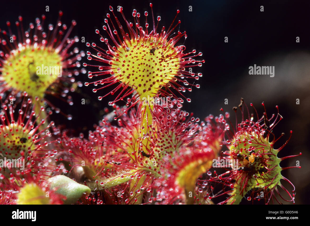 Round-leaved Sundew is a carnivorous plant Stock Photo