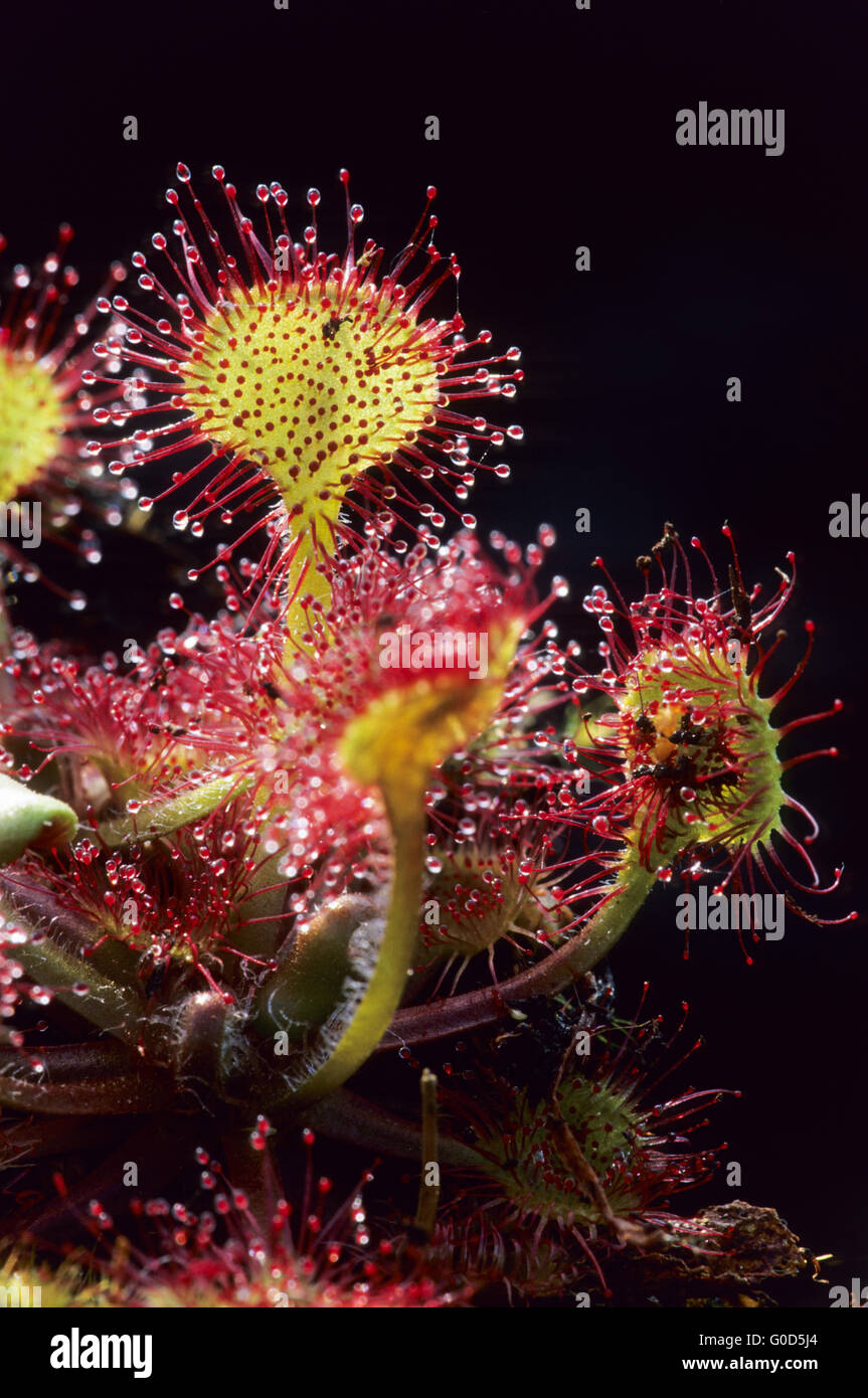 Round-leaved Sundew is a carnivorous plant Stock Photo