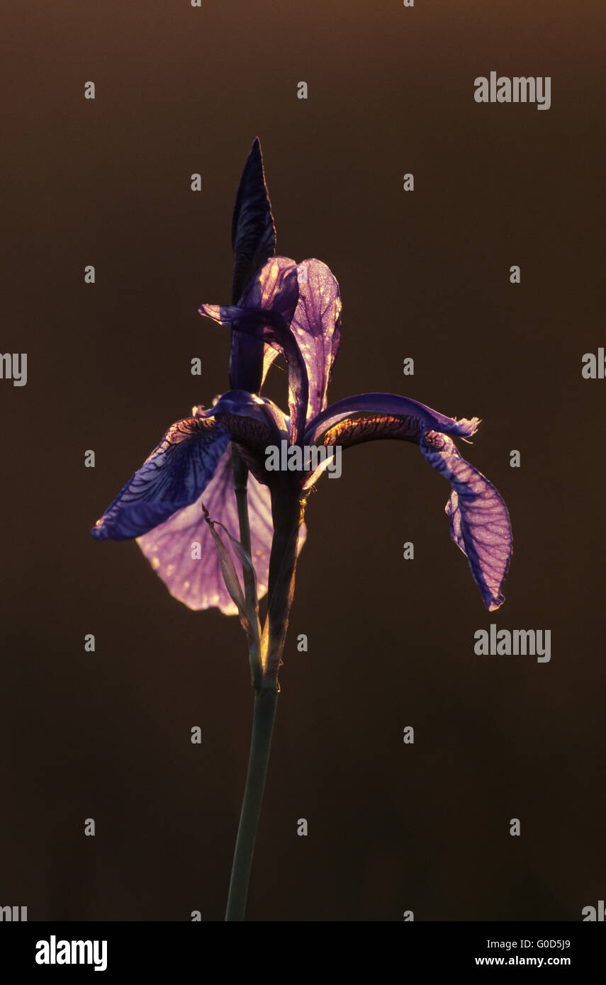 Siberian Iris grows on wet meadows Stock Photo