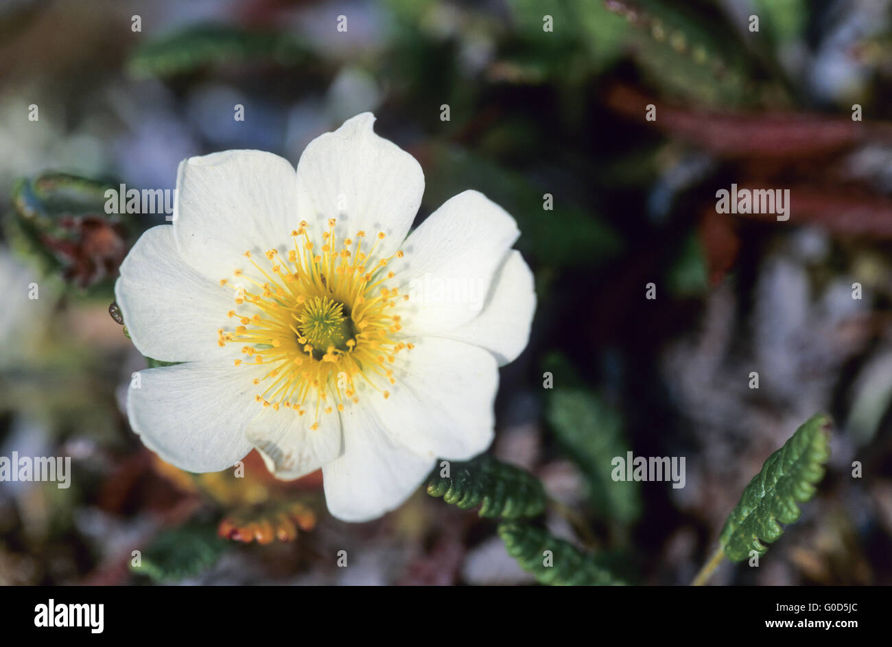 Mountain Avens is the national flower of Iceland Stock Photo