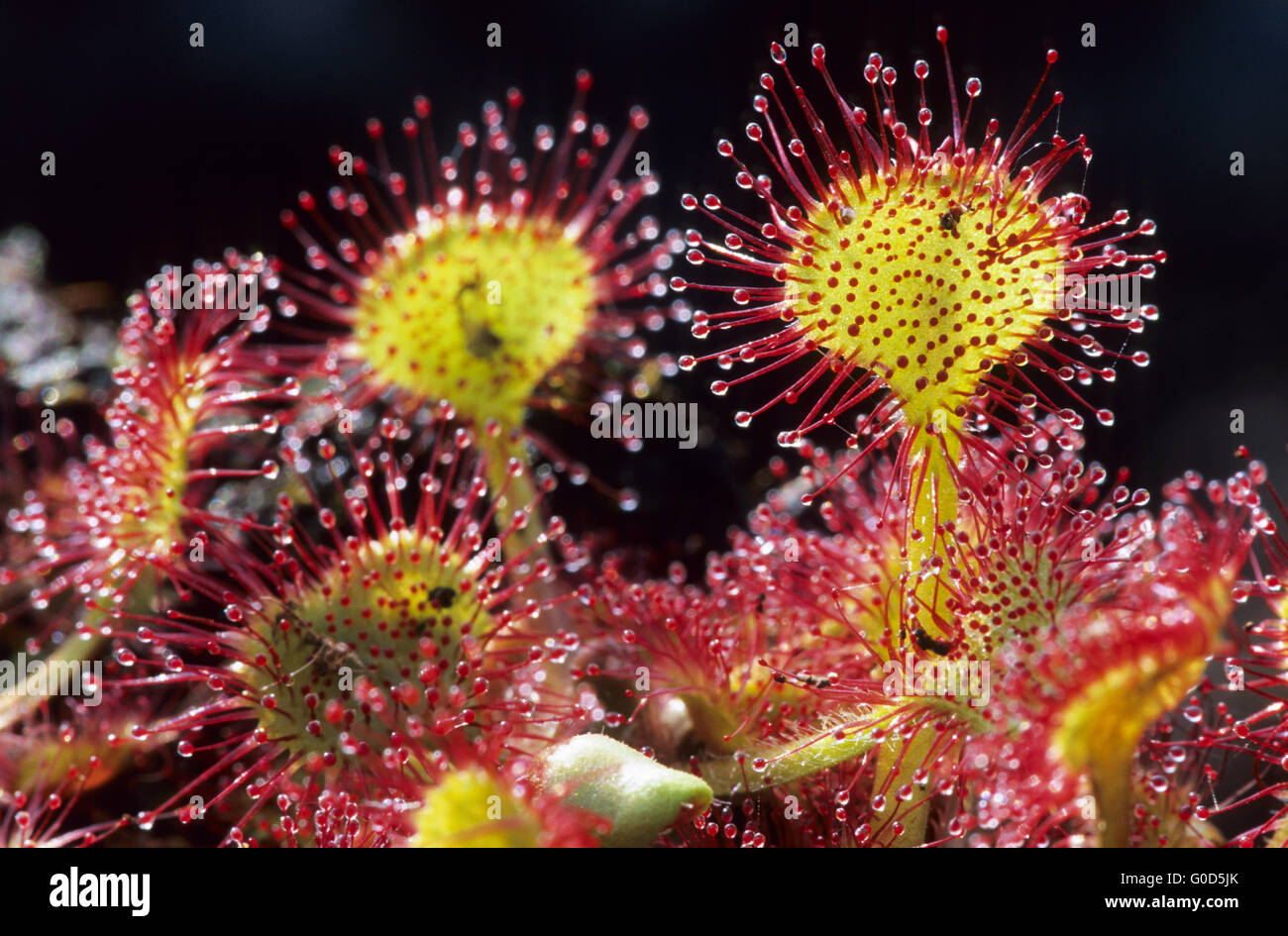 Round-leaved Sundew is a carnivorous plant Stock Photo