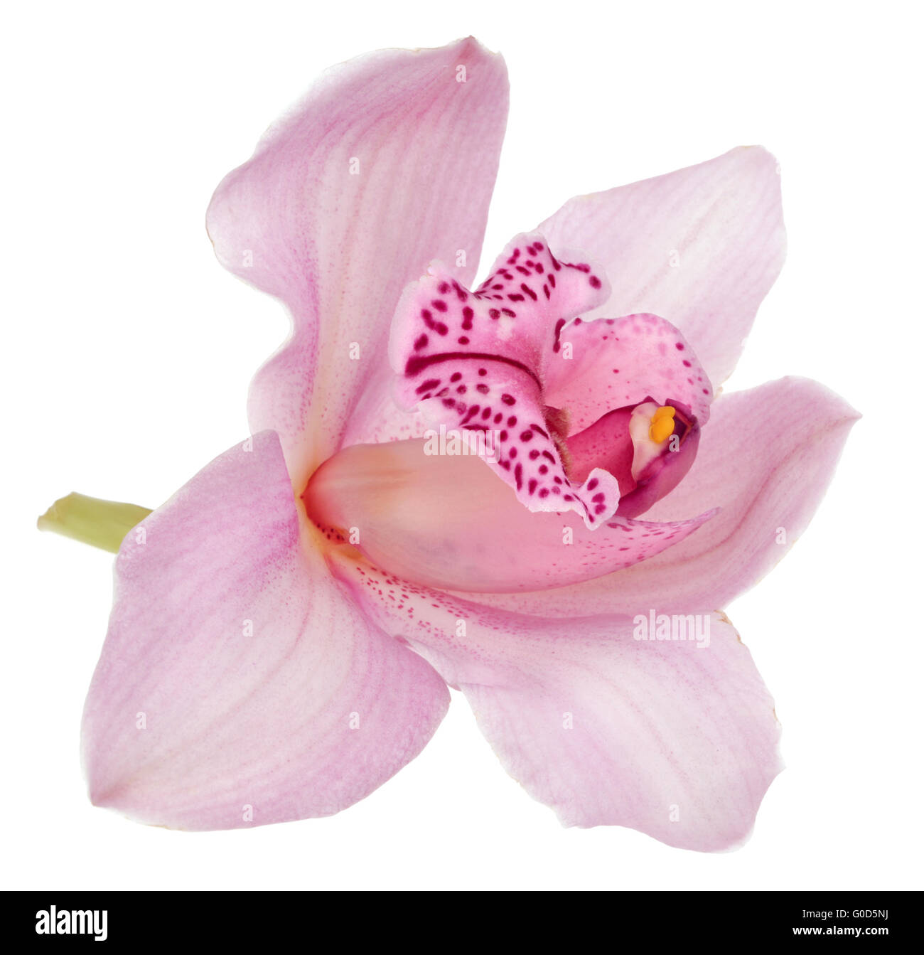 pink orchid isolated on white background Stock Photo - Alamy