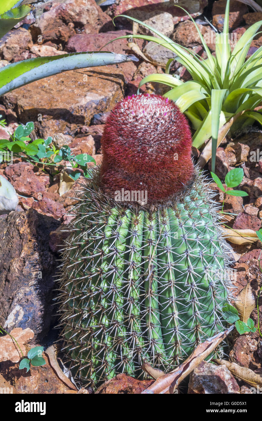 Turks Head Cactus (melocactus) Antigua West Indies Stock Photo