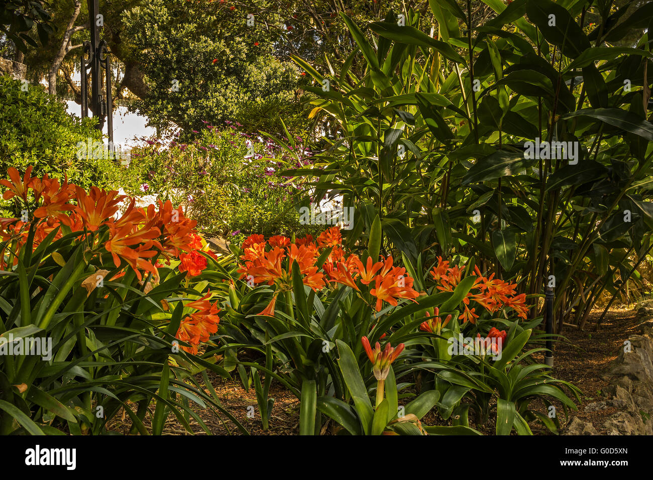 Clivia Flowers In The Colourful Gardens Monte Carl Stock Photo