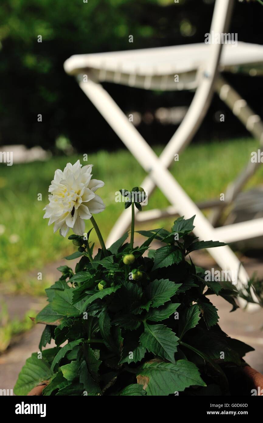 flower pot Stock Photo