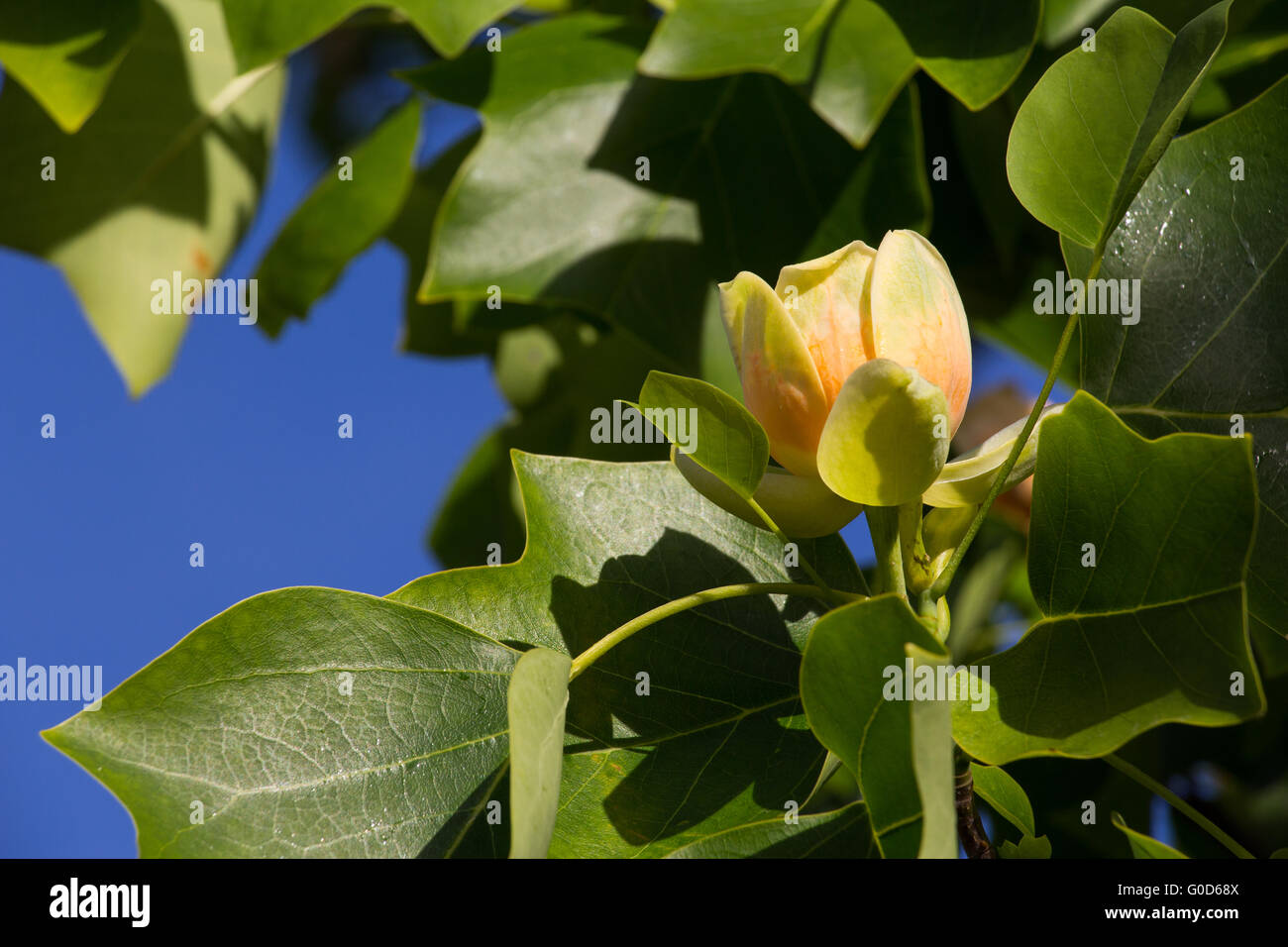 Tulip tree blossoms hires stock photography and images Alamy