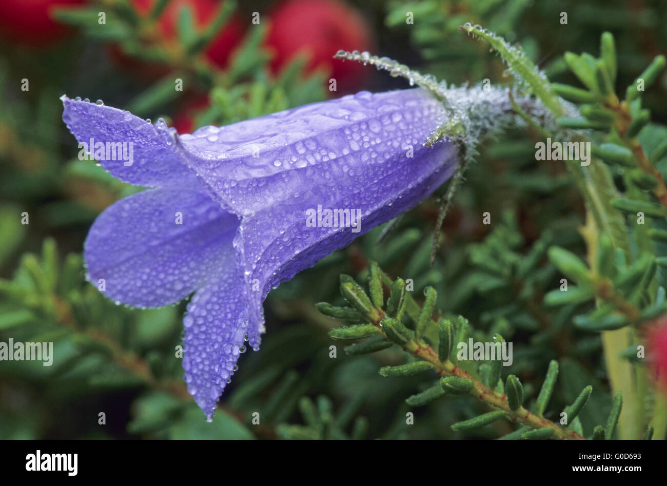 Mountain Harebell is native to North America Stock Photo