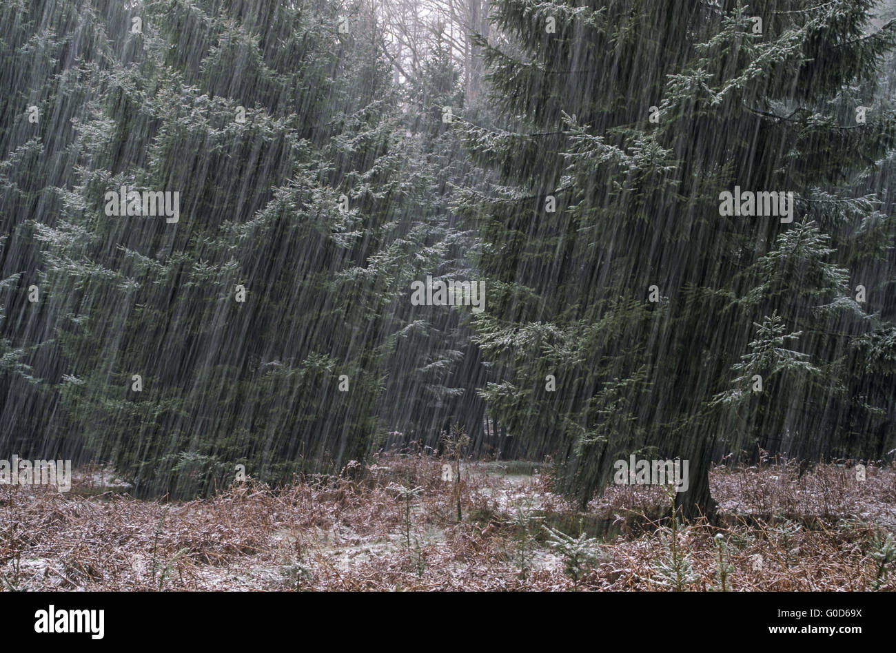 Snowfall in a spruce wood Stock Photo