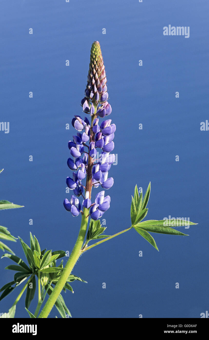 Large-leaved Lupin arrived in Britain in the 1820s Stock Photo
