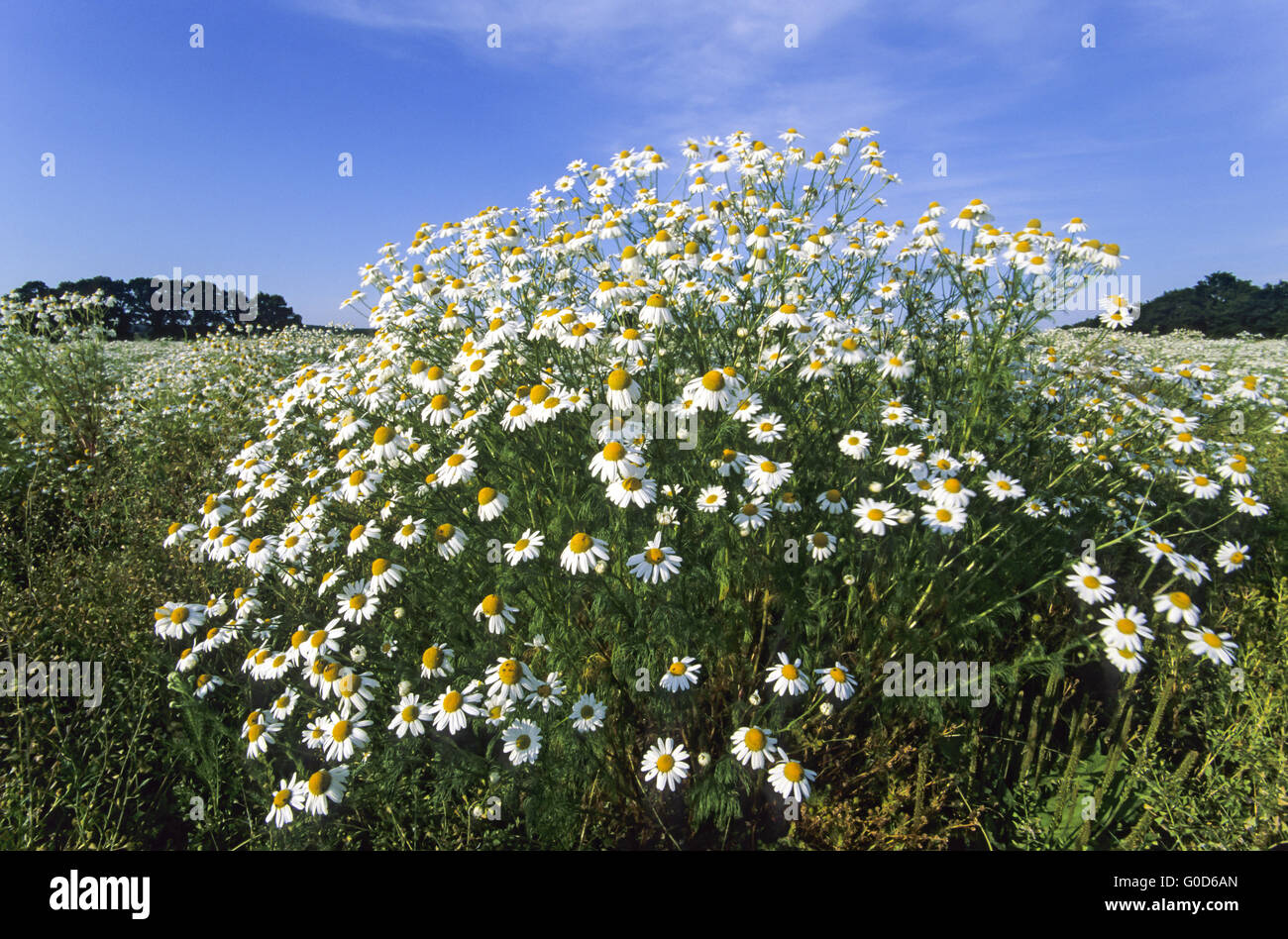 Chamomile is an old popular medicinal plant Stock Photo