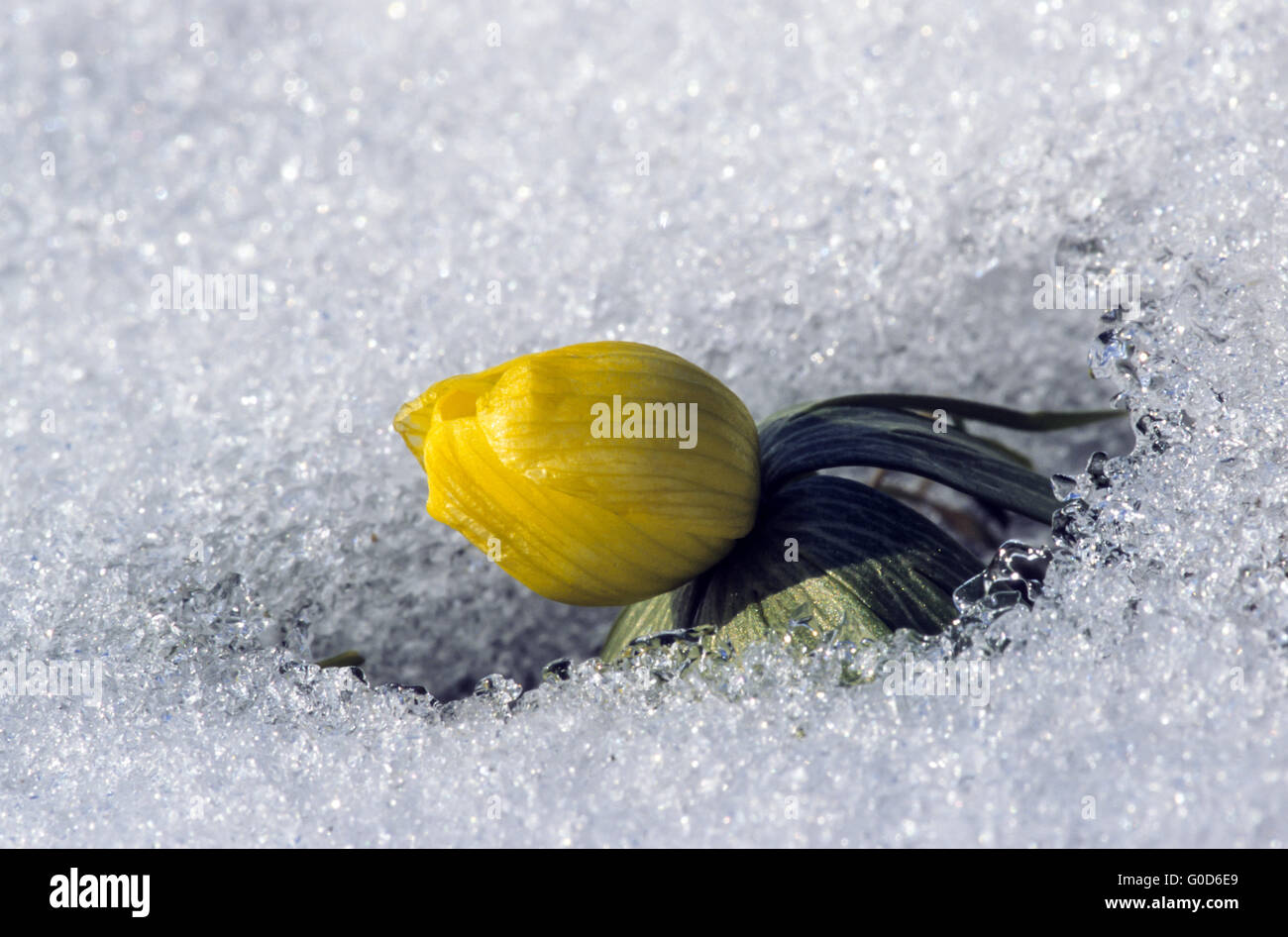 Winter Aconite all parts of the plant are poison Stock Photo Alamy