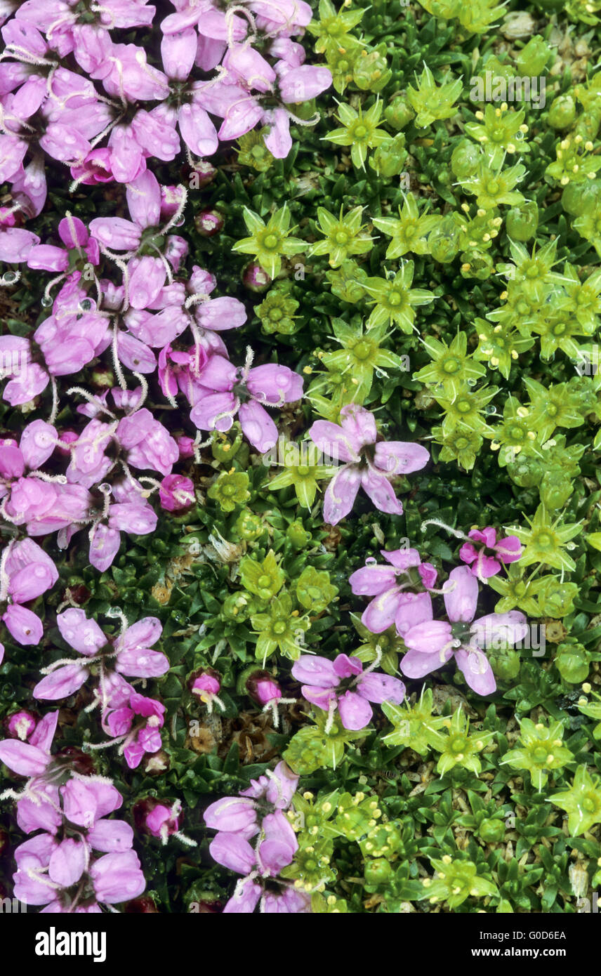 Cushion Pink and Mossy Cyphel in the Austrian Alps Stock Photo
