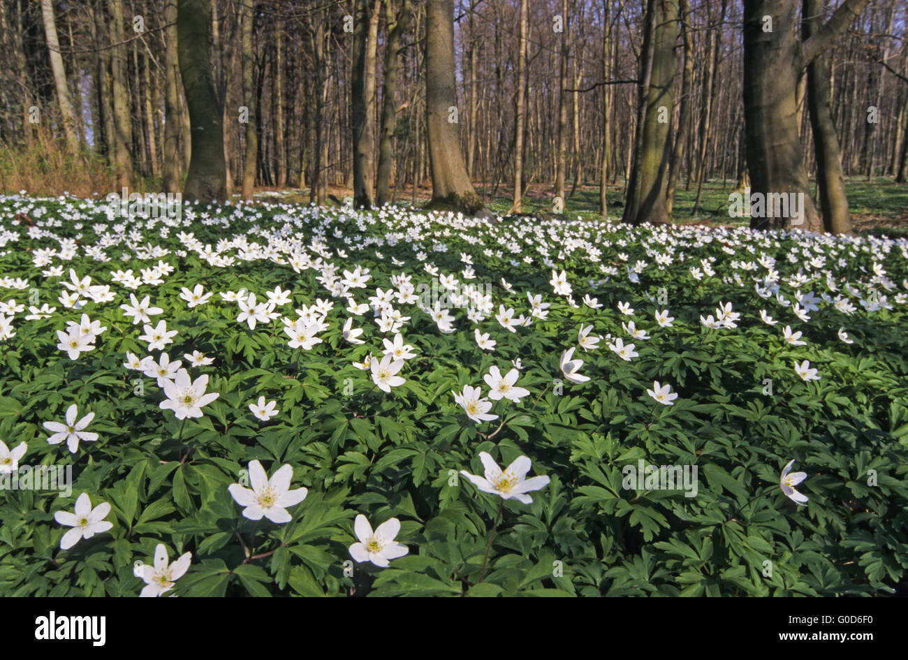 Wood Anemone is an earlyspring flowering plant Stock Photo Alamy