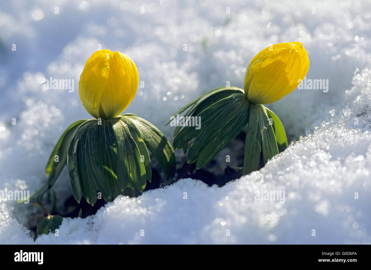 Winter Aconite all parts of the plant are poison Stock Photo Alamy