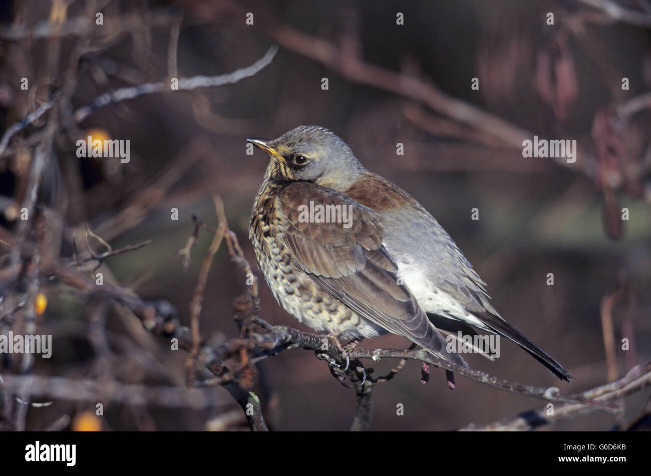 Fieldfare adult bird sits in a hedge Stock Photo