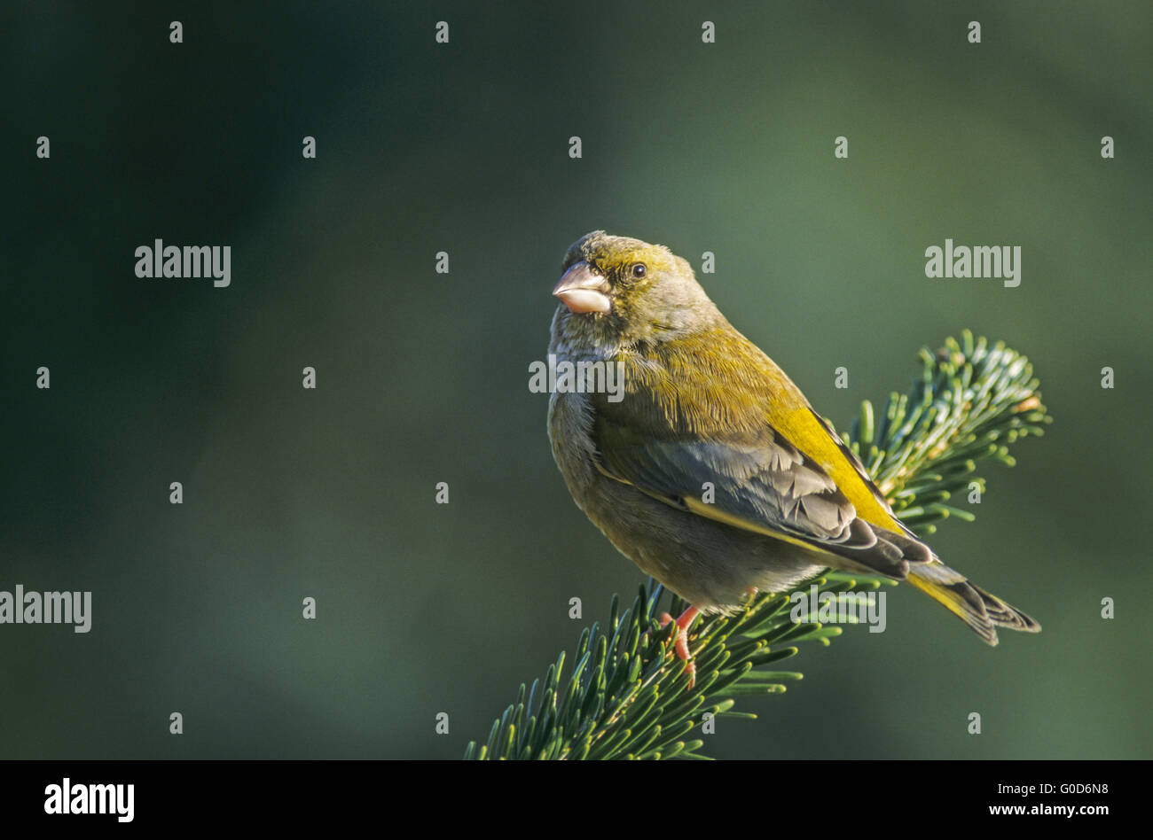 Greenfinch adult male sits on a fir branch Stock Photo