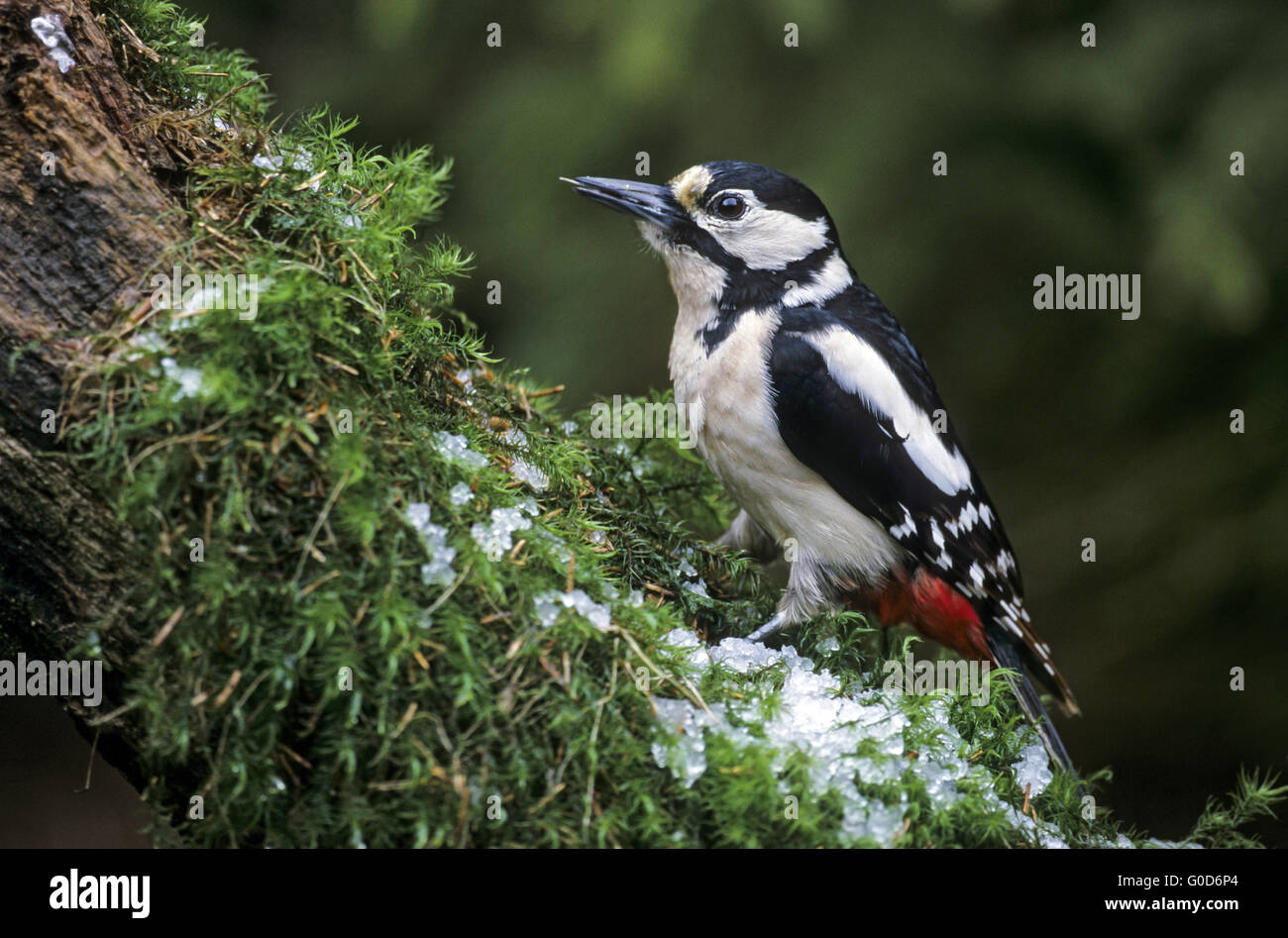 Great Spotted Woodpecker female after a hailstorm Stock Photo