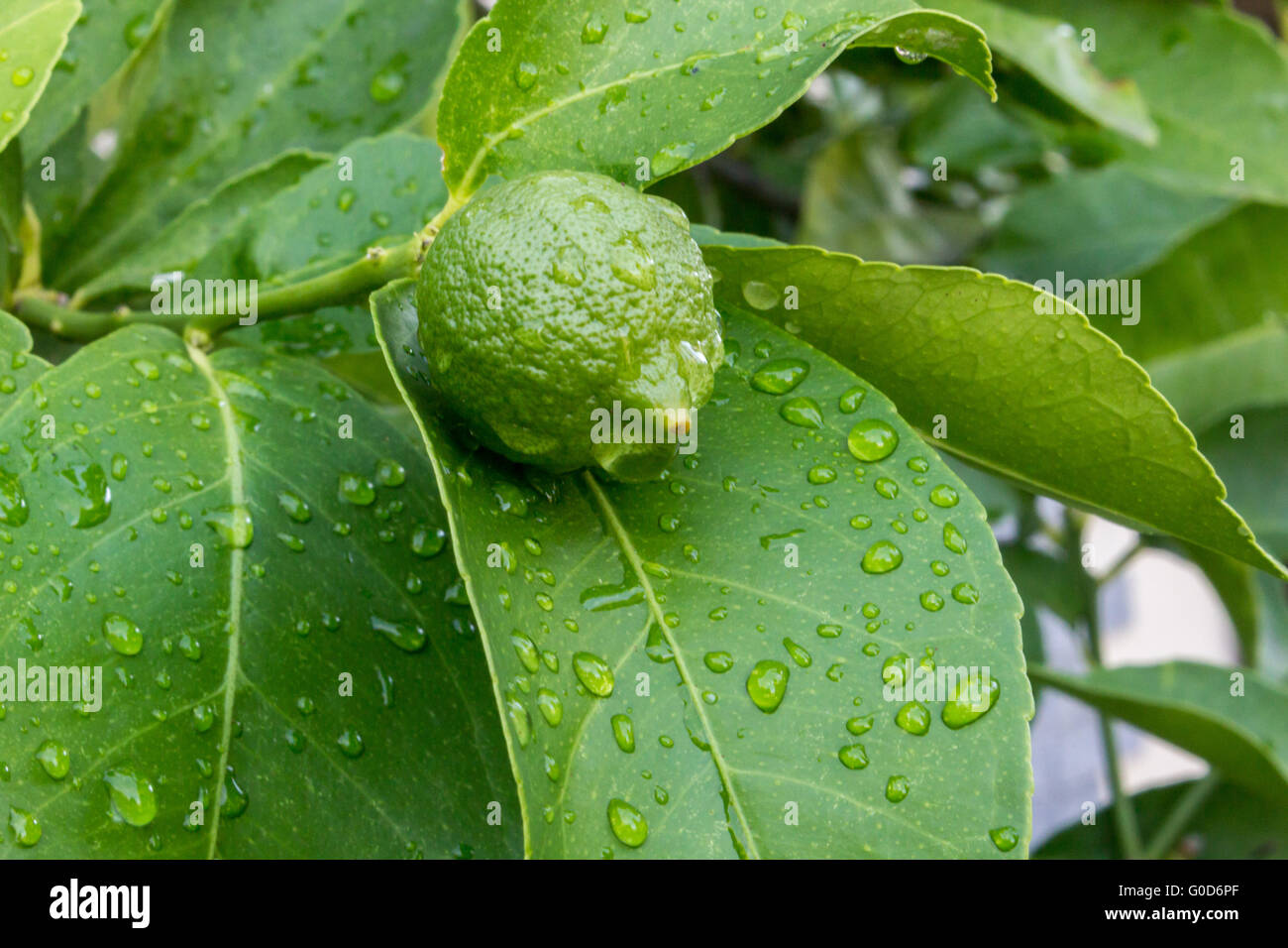 Lemon gras hires stock photography and images Alamy