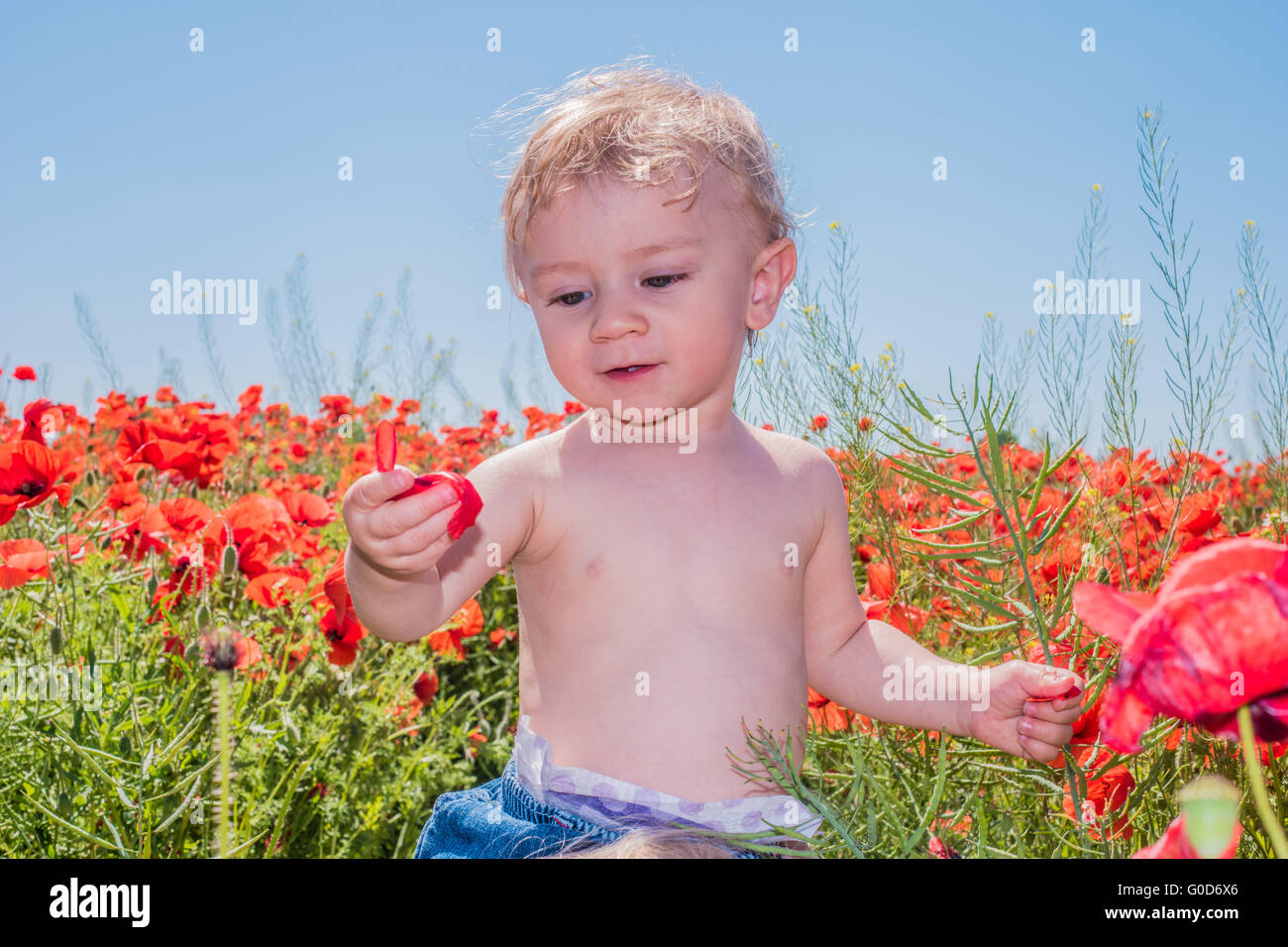 little baby boy posing on poppy fields Stock Photo
