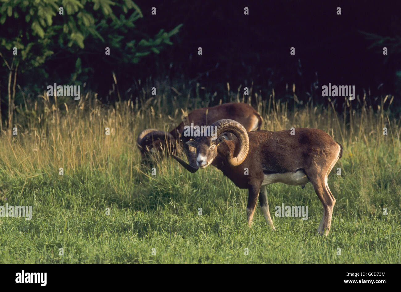 Forest Or Rams Mouflon rams grazing on a forest meadow Stock Photo - Alamy