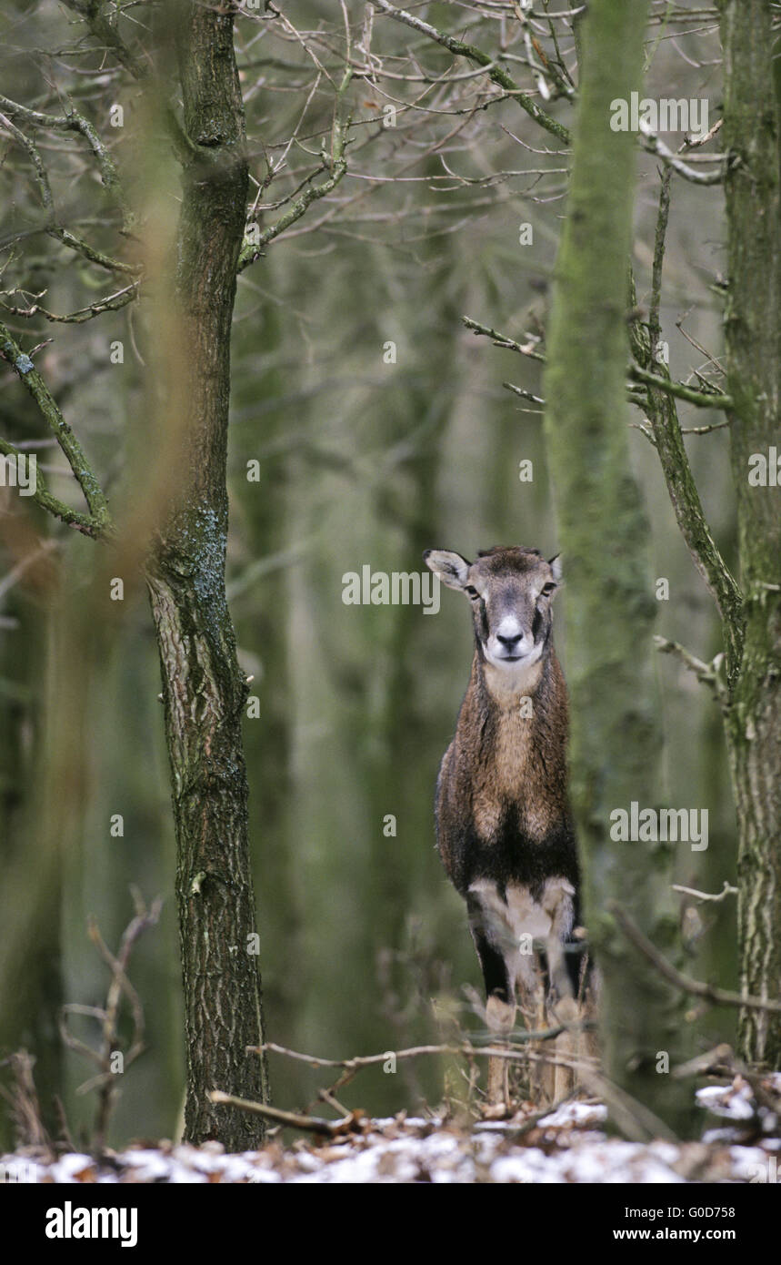 Moufflon ewe stands in a forest with young oaks Stock Photo