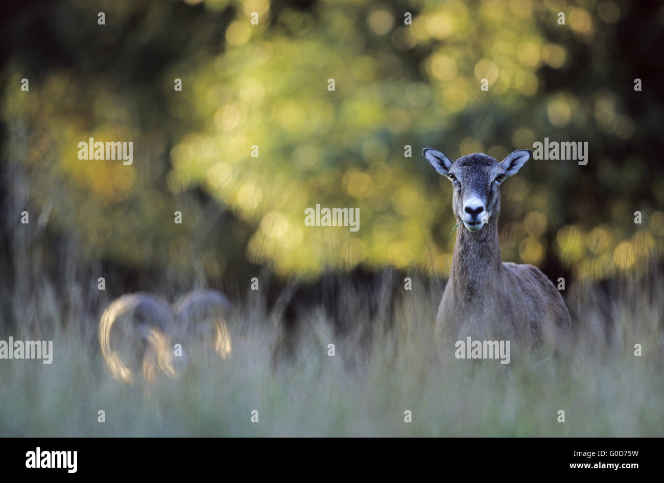 Moufflon ewe and ram on a forest meadow Stock Photo