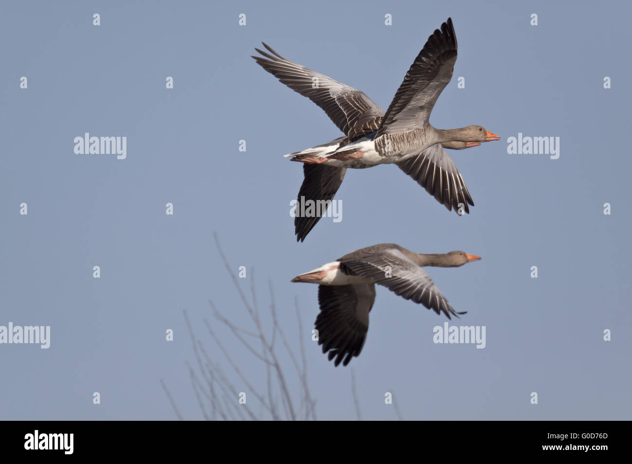 Greylag Goose has a loud cackling call Stock Photo Alamy