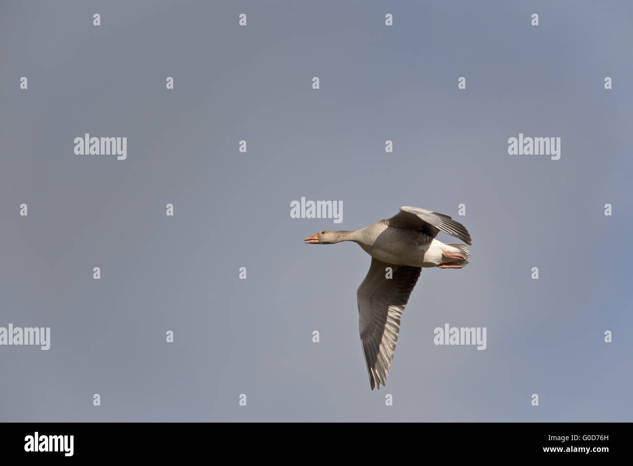 Greylag Goose has a loud cackling call Stock Photo